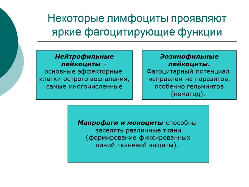 Некоторые лимфоциты проявляют яркие фагоцитирующие функции  Нейтрофильные  лейкоциты –  основные эффекторные